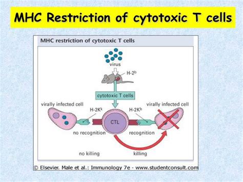 PPT - T Cell Receptor (TCR) & MHC Complexes-Antigen Presentation ...