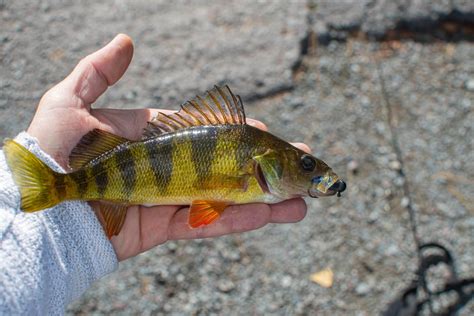 Types of Perch Found in North American Waters - Fishmasters.com