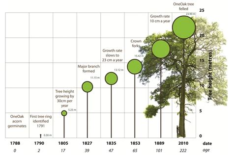 Black Oak Tree - Forestry.com