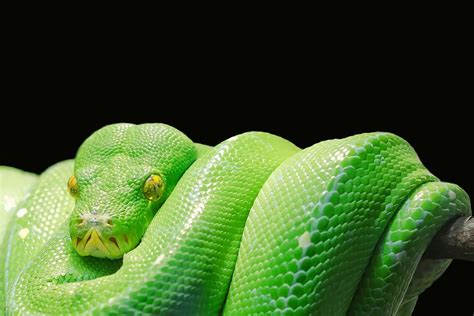 13 Incredible Green Tree Python Morphs and Localities