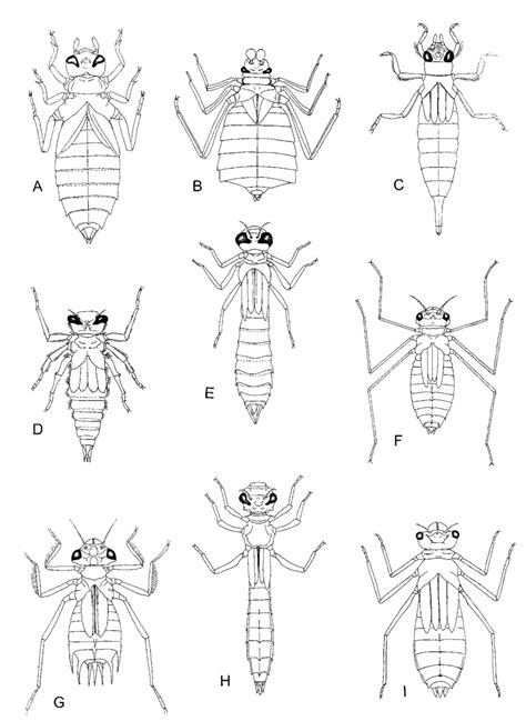 Anisoptera larvae. A-Gomphidae: Megalogomphus sp.; B-Gomphidae ...