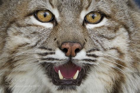 Photograph Bobcat Eyes by Steve Bowen on 500px