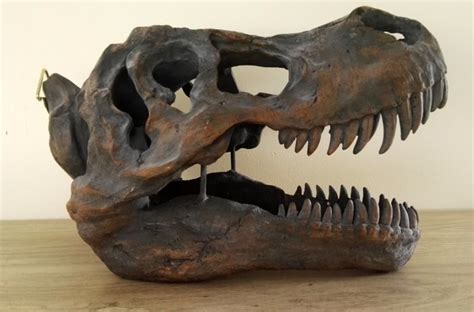 XL Wall model of a dinosaur skull - (40 cm!) - T-rex - Catawiki