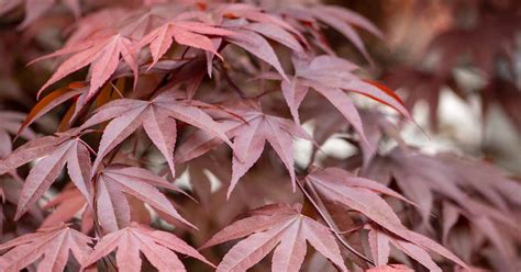 Japanese Red Maple Leaf Identification Made Easy: A Beginner's Guide ...