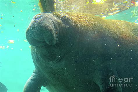 Manatee feeding close up Photograph by Benny Marty - Fine Art America