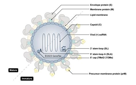 Flavivirus group | GeneTex