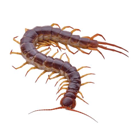 Brown Centipede With Orange Legs transparent PNG - StickPNG