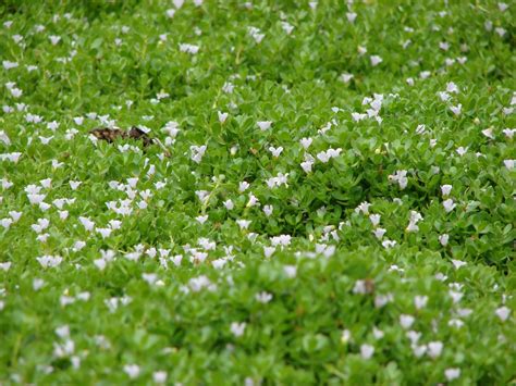 Plant World: Bacopa monnieri