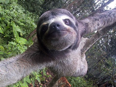 Sloths In The Amazon Rainforest - Rainforest Cruises