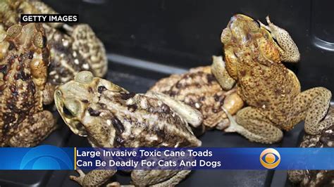 Invasive Cane Toad