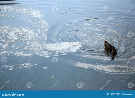 Feeding a Swimming Duck Family on a Pond in Europe Stock Image - Image ...