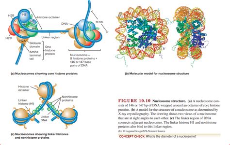 Histone Octamer Structure