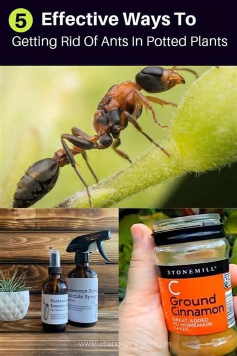 5 Effective Ways To Getting Rid Of Ants In Potted Plants Naturally