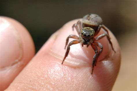 Benefits of Living with a House Spider | Center for Humans & Nature