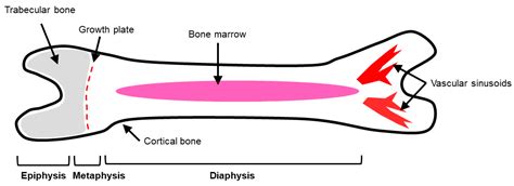 Bone Matrix