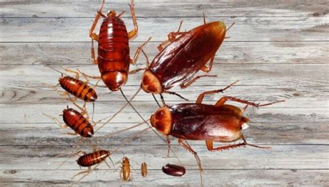 What Does A Baby Cockroach Look Like? How To Get Rid Of Them