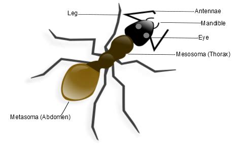 Ant Anatomy Diagram - Learn about the body parts of ants