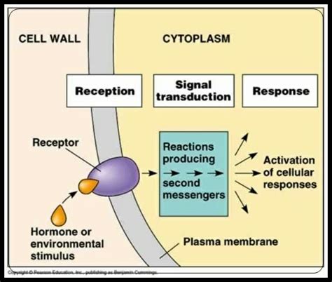 Signal Transduction: Definition, Pathways, Examples | Biology Dictionary