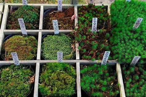 Different types of moss