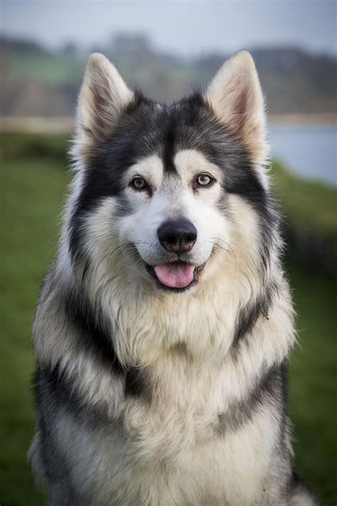 What Is The Largest Wolf Dog Breed