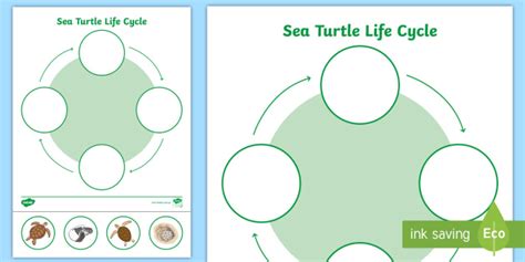 Life Cycle Of A Green Sea Turtle For Kids - bmp-floppy