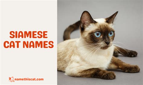 340 Siamese Cat Names (Male and Female Options) - Name This Cat - The ...