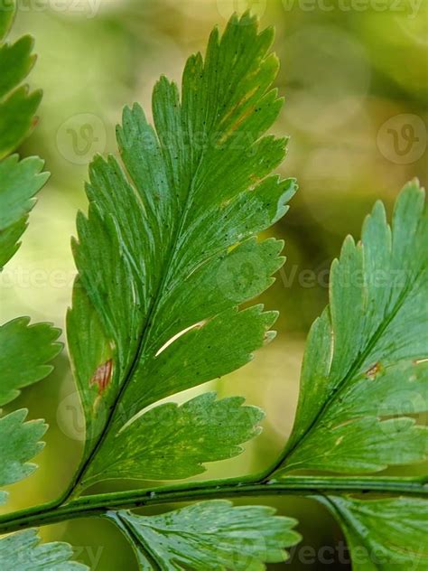 macro photography, close up of leaf texture 22724804 Stock Photo at ...