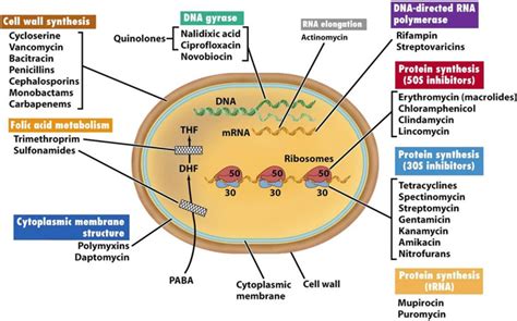 Mechanisms Of Action