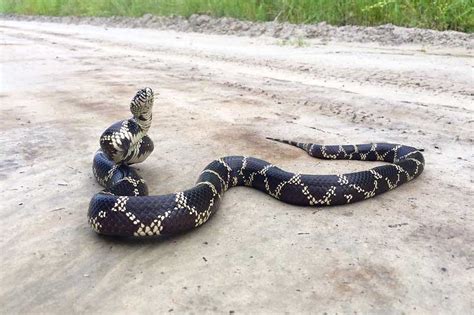 The 4 Kingsnakes in North Carolina (Pictures) - Reptile Jam