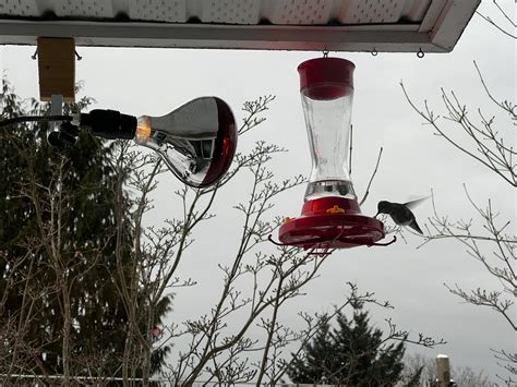 DIY Hummingbird Feeder Heater for Vancouver Anna's Hummingbirds ...