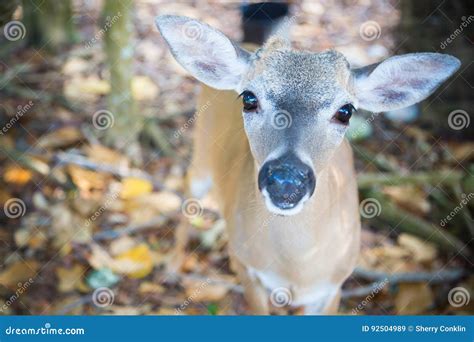 National Key Deer Refuge Key Deer, Big Pine Key, Florida Keys, Stock ...