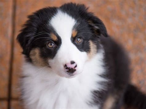 So You Want An Australian Shepherd - Puppy In Training