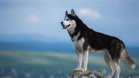 Rase de câini independenți: descurcăreții lumii canine - Un Blog Despre ...