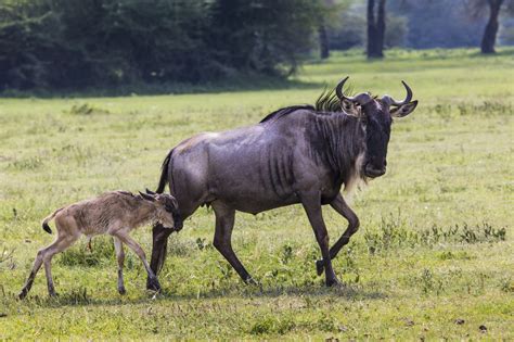 Great Migration Baby Boom in the Serengeti January - March