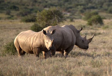 Four Important Reasons to Save the Rhino Species - Ways2GoGreen