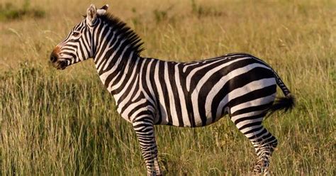 We learnt why zebras have stripes by draping horses in striped coats