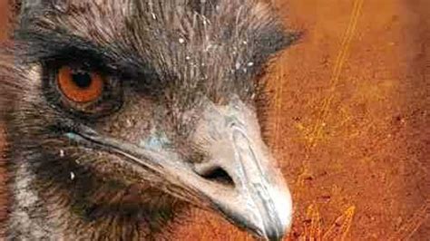 Dark emu flying off the shelf | Daily Telegraph