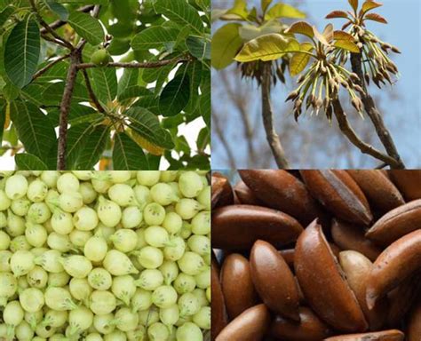 Here Are Some Of The Amazing Benefits Of Mahua Oil | HerZindagi