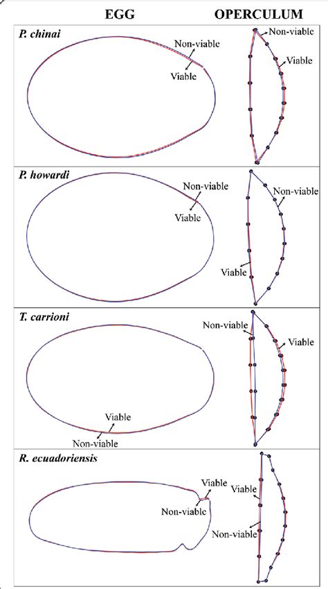 Egg and operculum shape. On the left: egg shape differences between ...