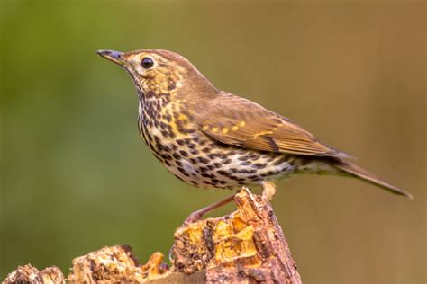 Drossel : Stunde Der Wintervogel Drosseln Im Vergleich Nabu : People ...