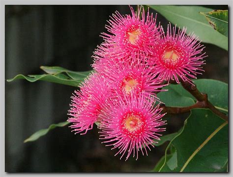 Pink-flowering gum | so called "Red Flowering Gum", bloodwoo… | Flickr