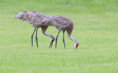 Sandhill Crane – Quest for the Longleaf Pine Ecosystem