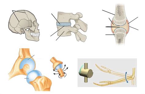 IGCSE PE: Joint types, structures and formation Diagram | Quizlet