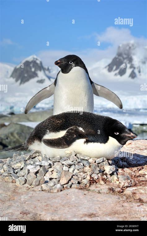 Adélie penguin breeding colony in Antarctica Stock Photo - Alamy