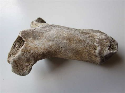 Fossils & Antiques: Authentic Prehistoric Hadrosaur Dinosaur Fossil ...