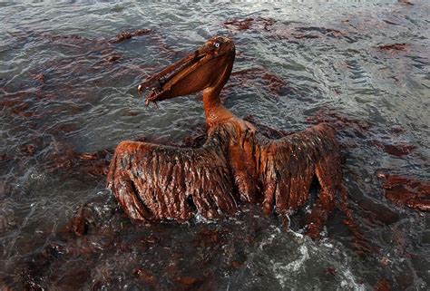 Deepwater Horizon, dieci anni dopo: le tragiche conseguenze dell ...