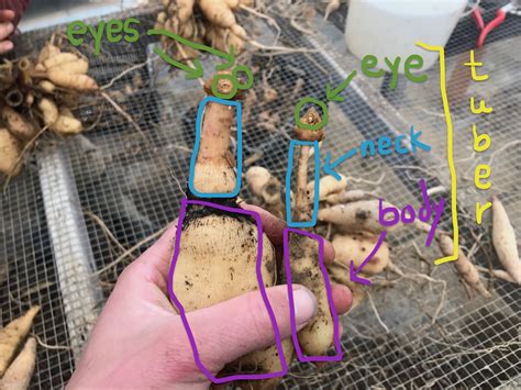 Growing Dahlias Guide — East of Eden Flower Farm