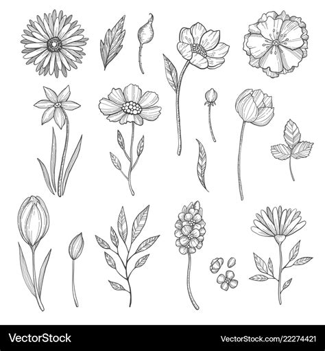 Hand drawn flowers various pictures Royalty Free Vector