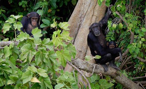 Chimpanzee Characteristics, Habitat, Behavior and More