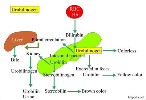 Urine Part 1: – Urobilinogen in the Urine – Labpedia.net